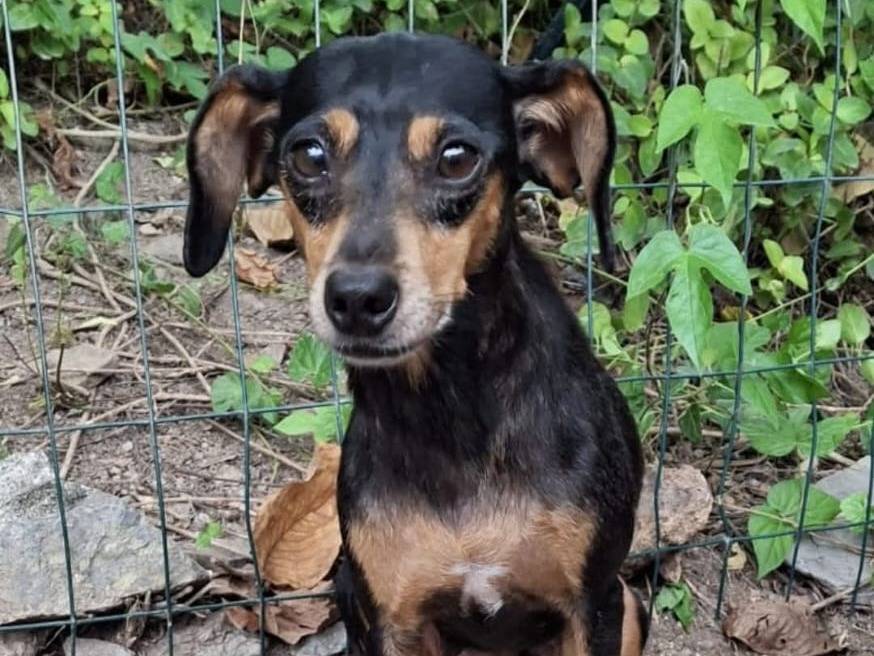 Adozione cane, femmina, Pinscher Razza sconosciuta, 5 anni e 3 mesi, taglia piccola, Milano