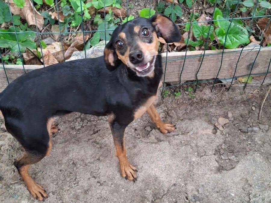 Adotta un cane, femmina, 5 anni e 3 mesi, Milano