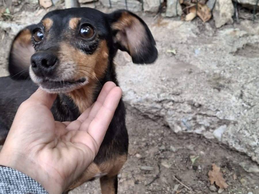 Adotta un cane, taglia piccola, femmina, Milano