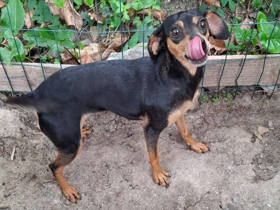 Vuoi adottare un cane a Milano?