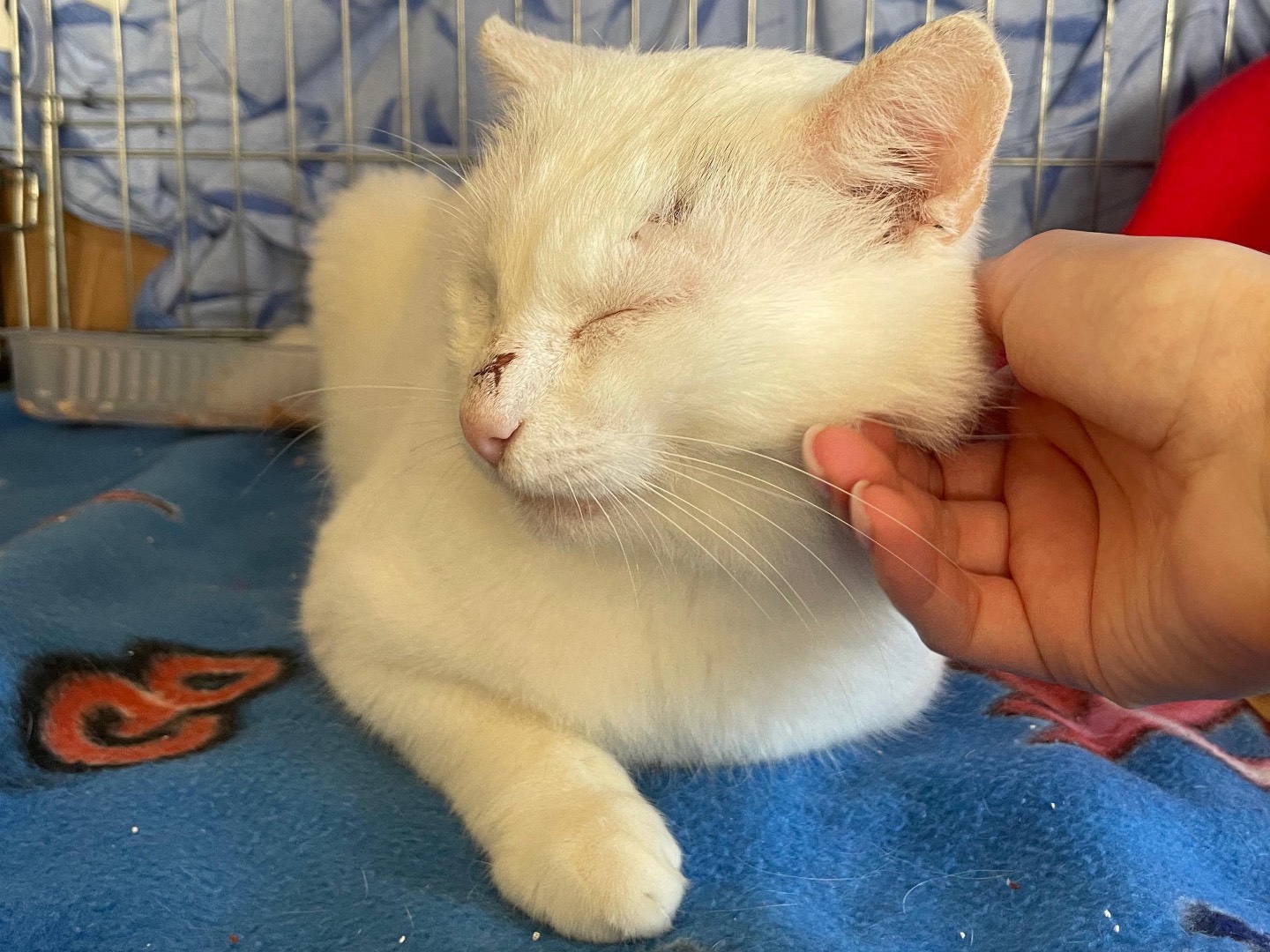 Adozione gatto, maschio, Razza sconosciuta Razza sconosciuta, 4 anni e 1 mese, taglia non valida, Padova