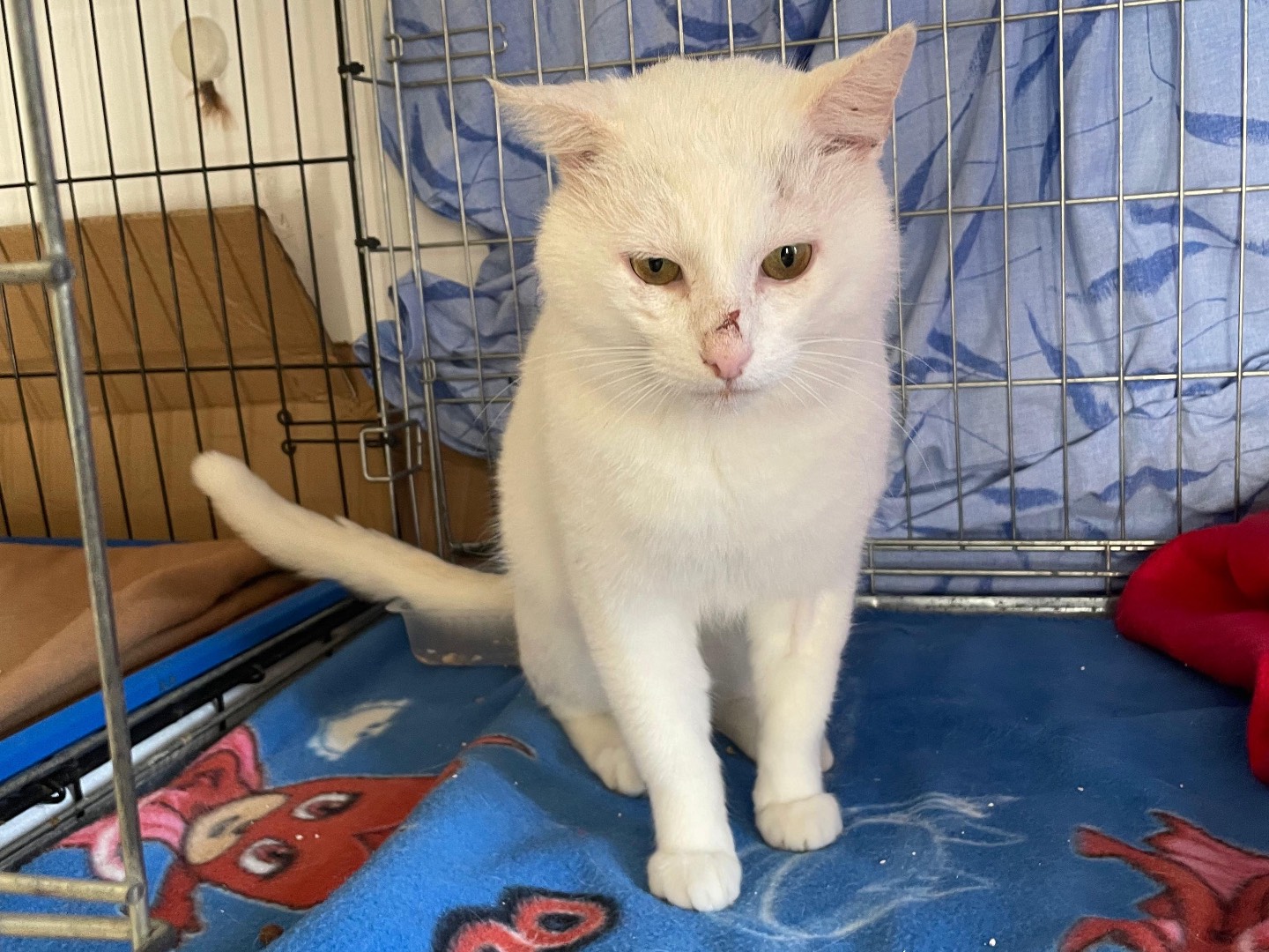 Adotta un gatto, maschio, 4 anni e 1 mese, Padova