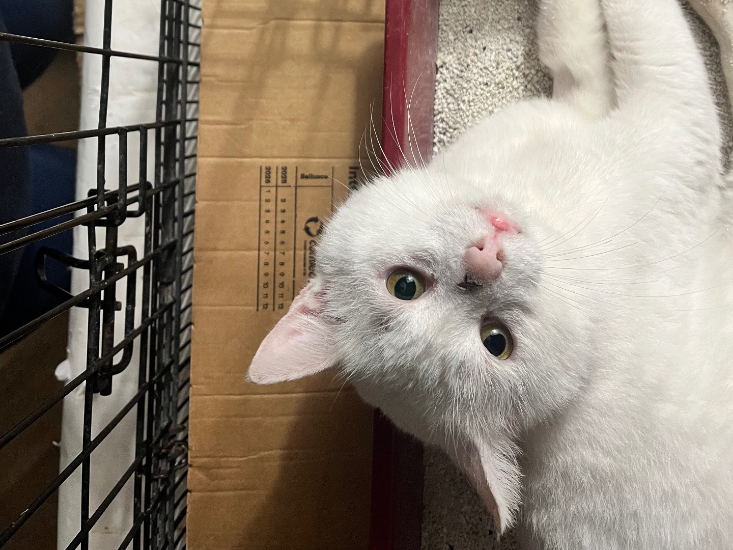 Adotta un gatto, taglia non valida, maschio, Padova