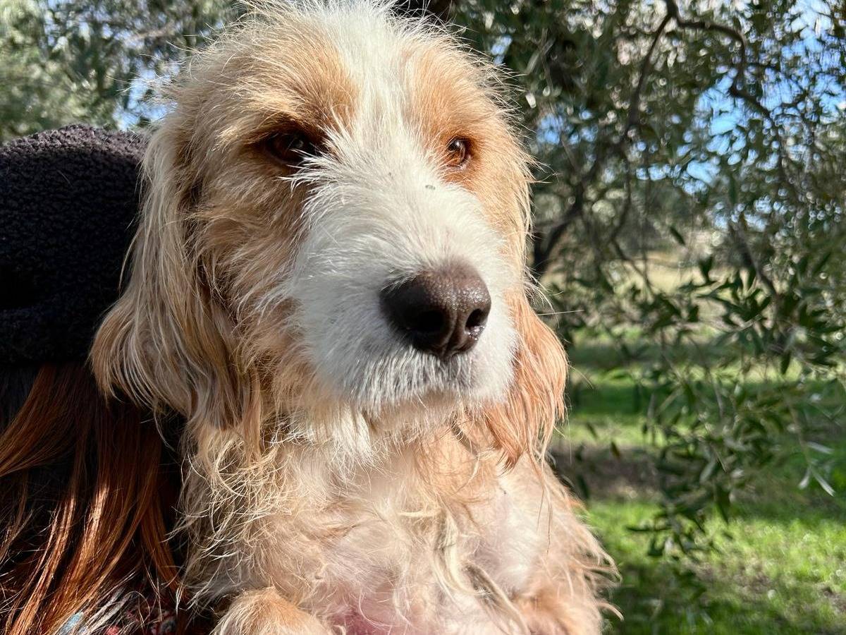 Adotta un cane, maschio, 1 anno e 10 mesi, Chieti