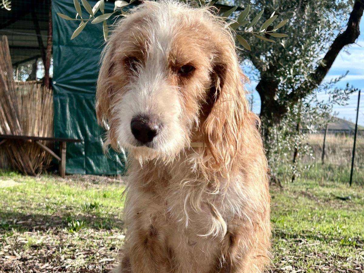 Adotta un cane, taglia media, maschio, Chieti