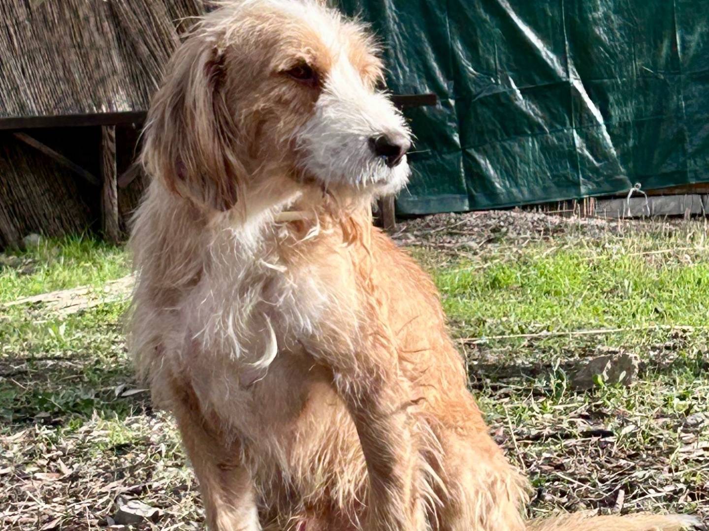 Vuoi adottare un cane a Chieti?