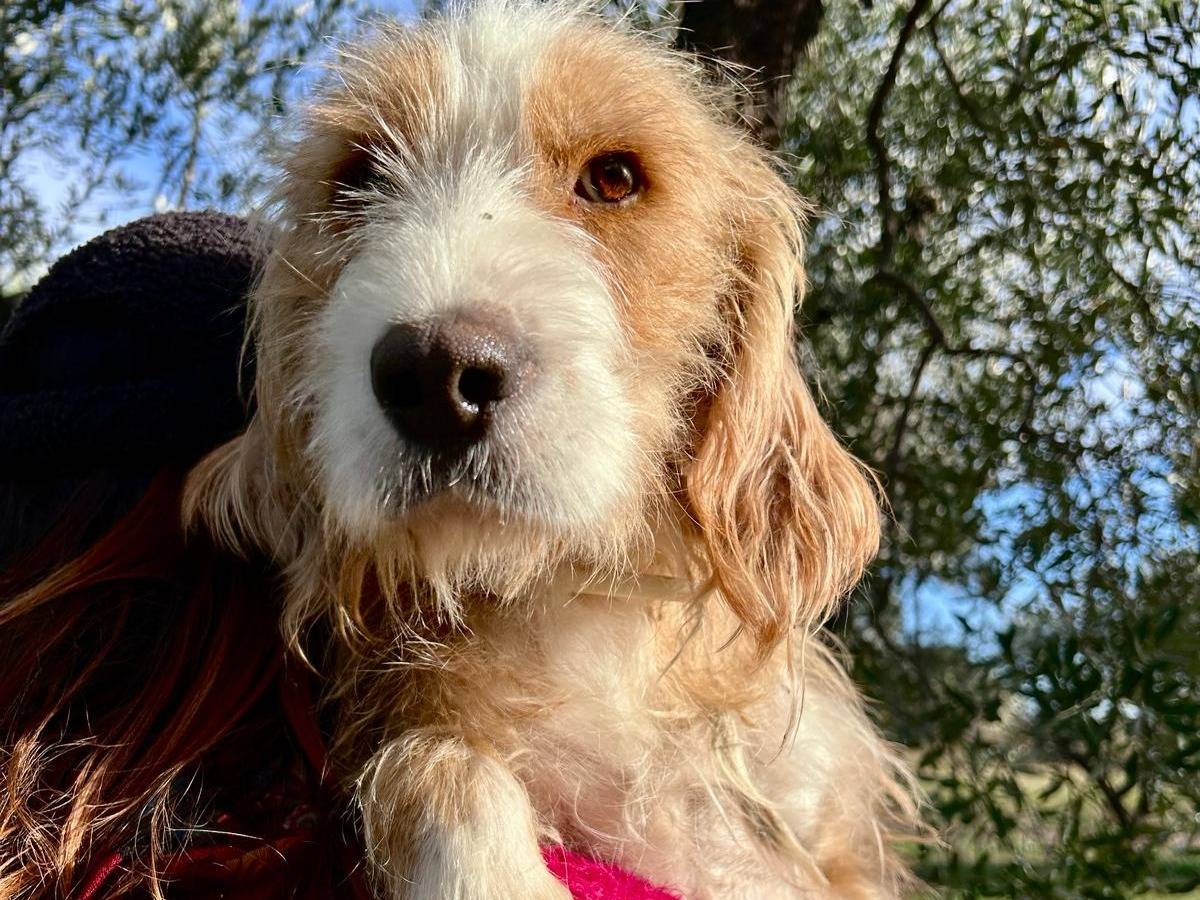 Adotta il cane Champagne a Chieti