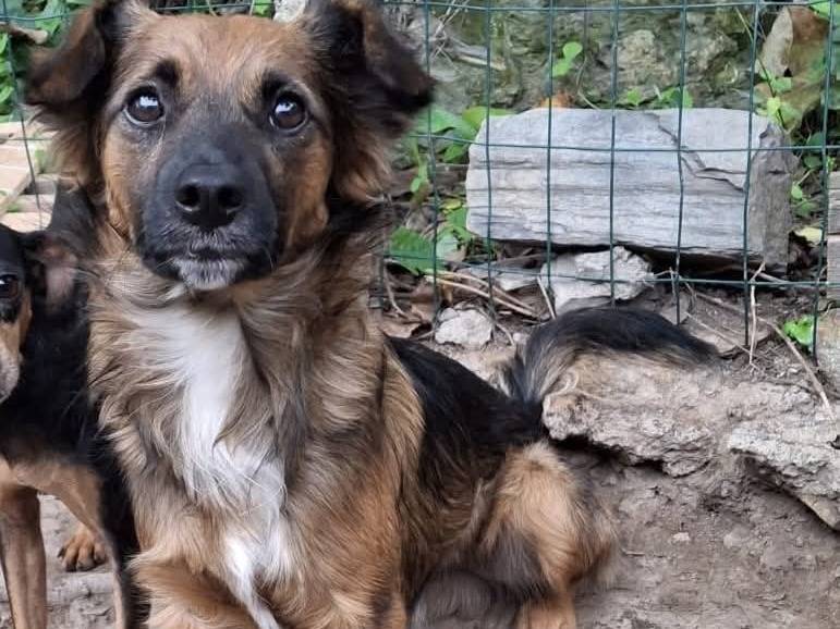 Adozione cane, maschio, Razza sconosciuta Razza sconosciuta, 1 anno e 3 mesi, taglia piccola, Milano