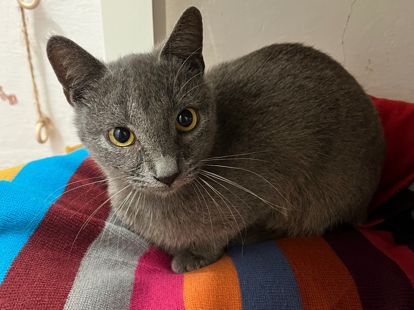 Adozione gatto, maschio, Razza sconosciuta Razza sconosciuta, 6 mesi, taglia non valida, Padova