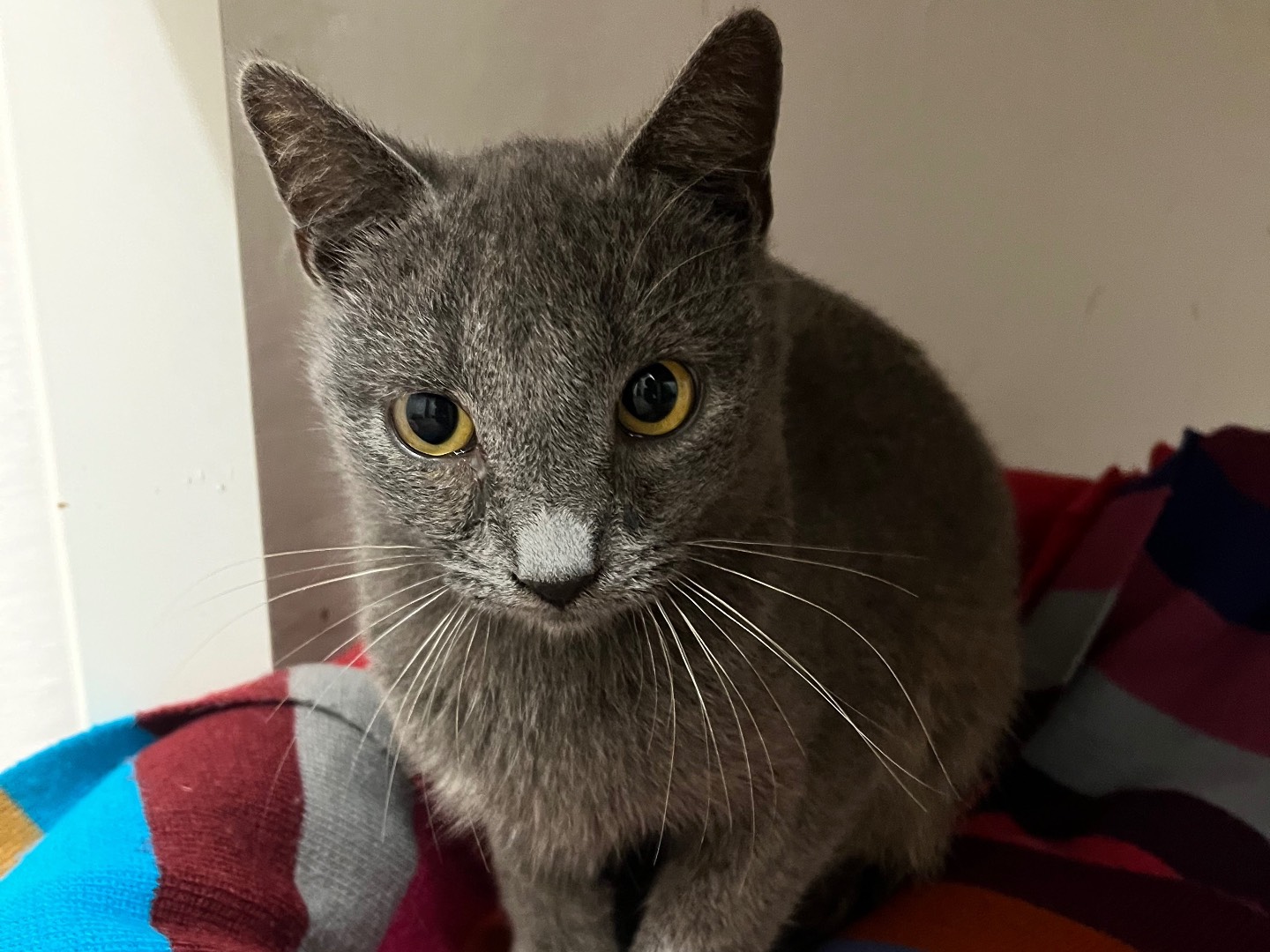 Adotta un gatto, taglia non valida, maschio, Padova