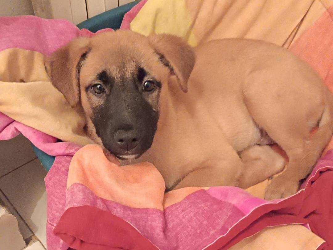 Adozione cane, maschio, Razza sconosciuta Razza sconosciuta, 4 mesi, taglia media contenuta, Milano