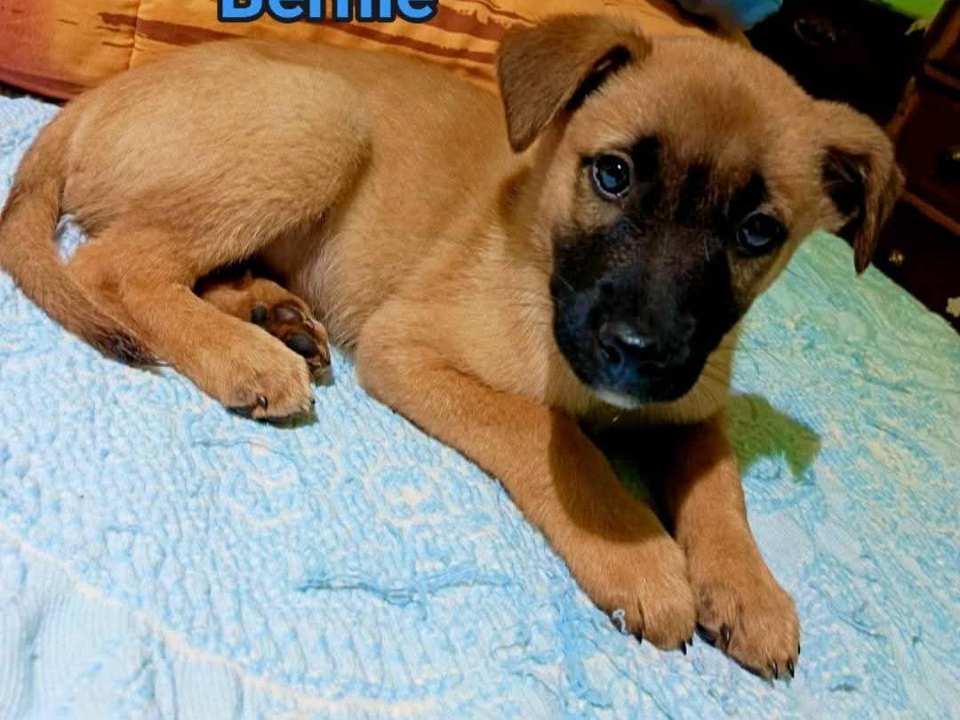 Adotta un cane, maschio, 4 mesi, Milano