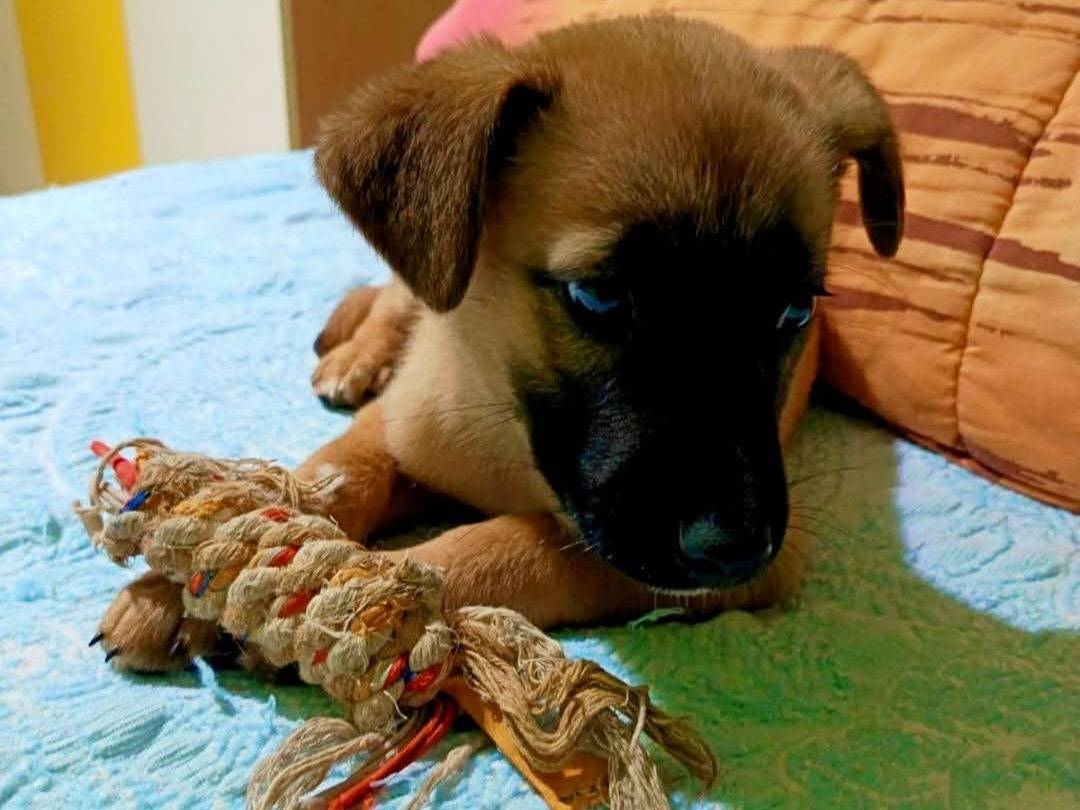 Adotta un cane, taglia media contenuta, maschio, Milano