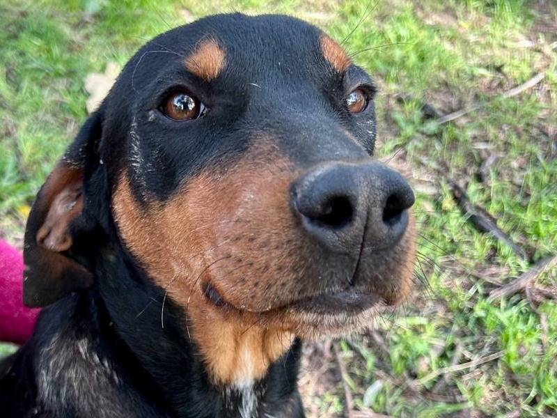 Adozione cane, maschio, Segugio Razza sconosciuta, 8 mesi, taglia media, Chieti