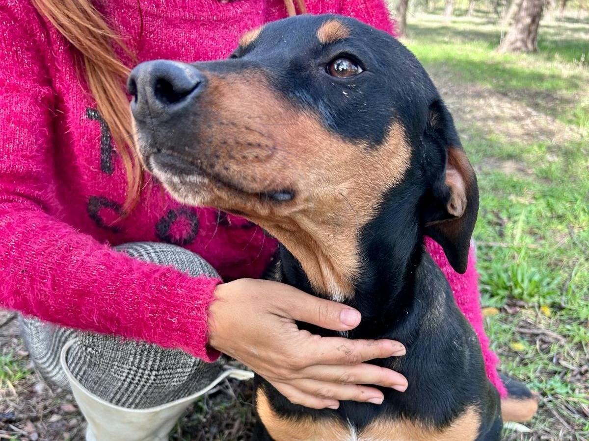 Vuoi adottare un cane a Chieti?