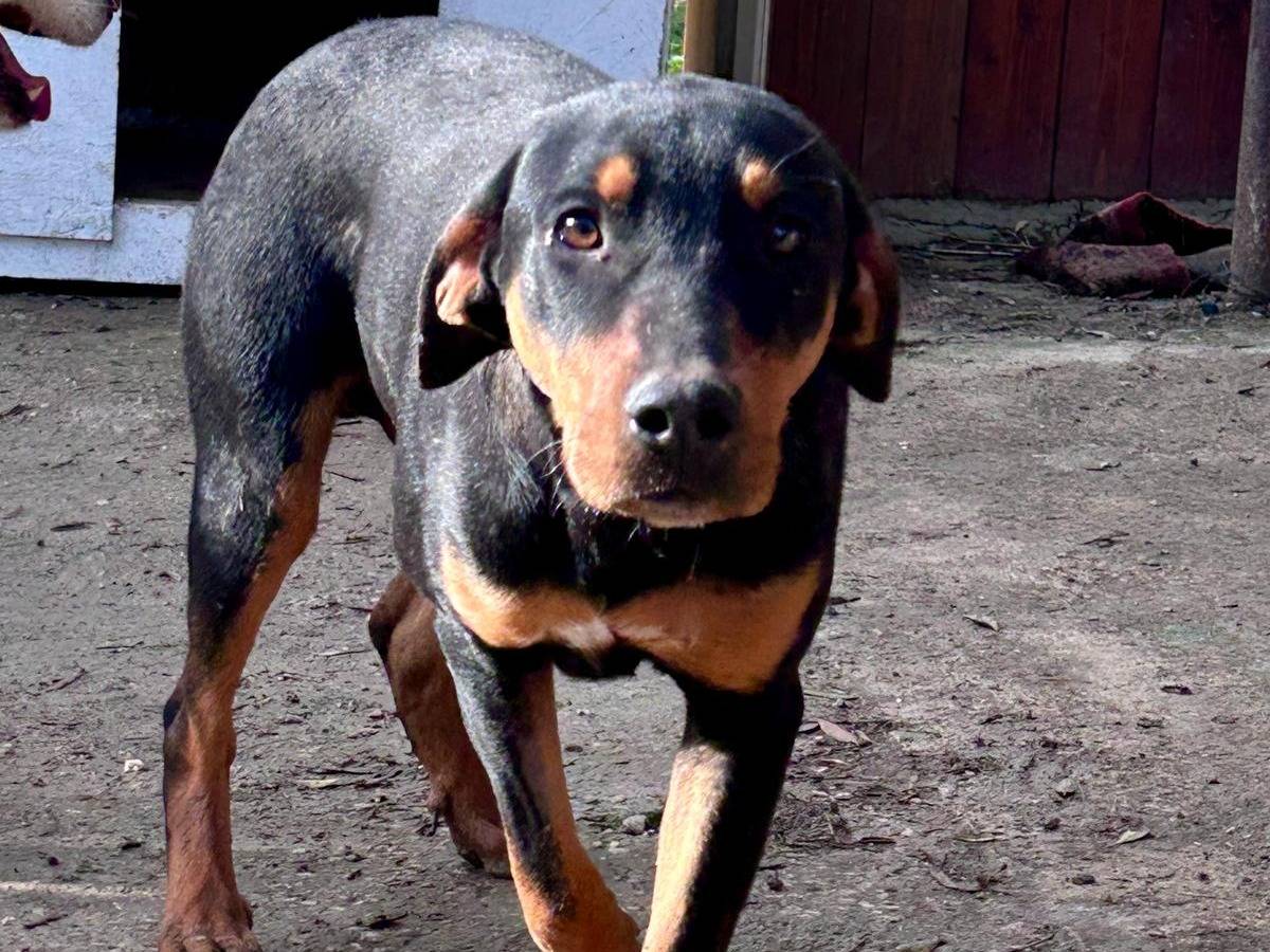 Adotta un cane, taglia media, maschio, Chieti