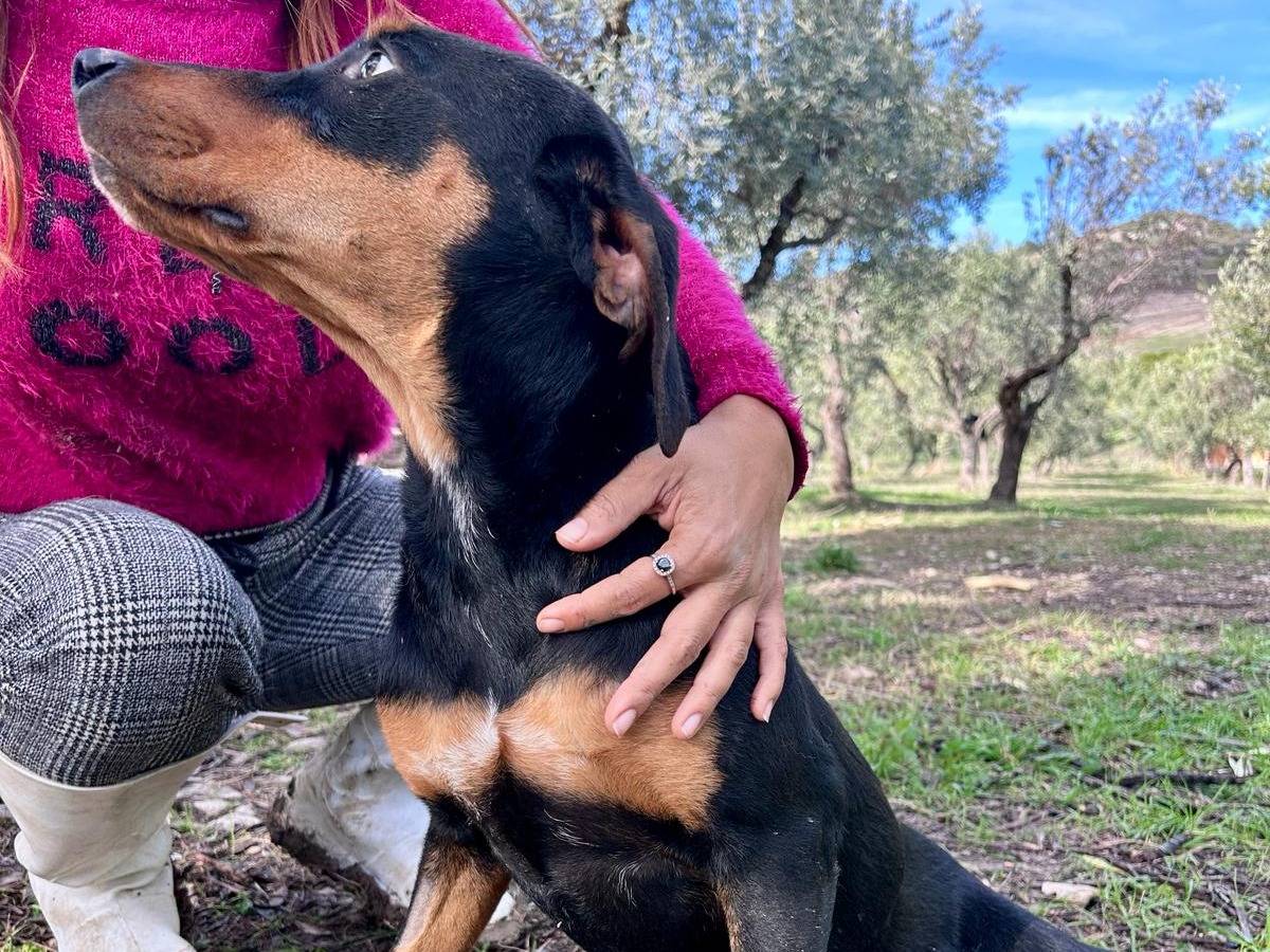 Adotta un cane, maschio, 8 mesi, Chieti