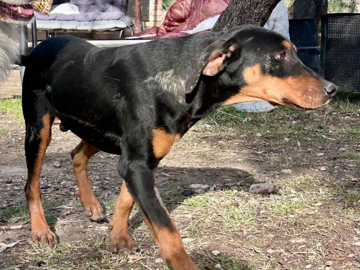 Adotta il cane Coffee a Chieti