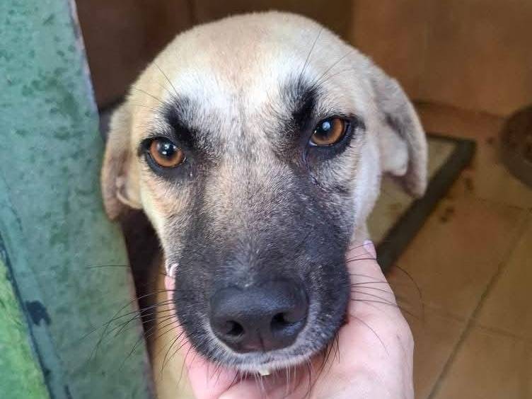 Adozione cane, femmina, Razza sconosciuta Razza sconosciuta, 2 anni e 2 mesi, taglia media contenuta, Milano
