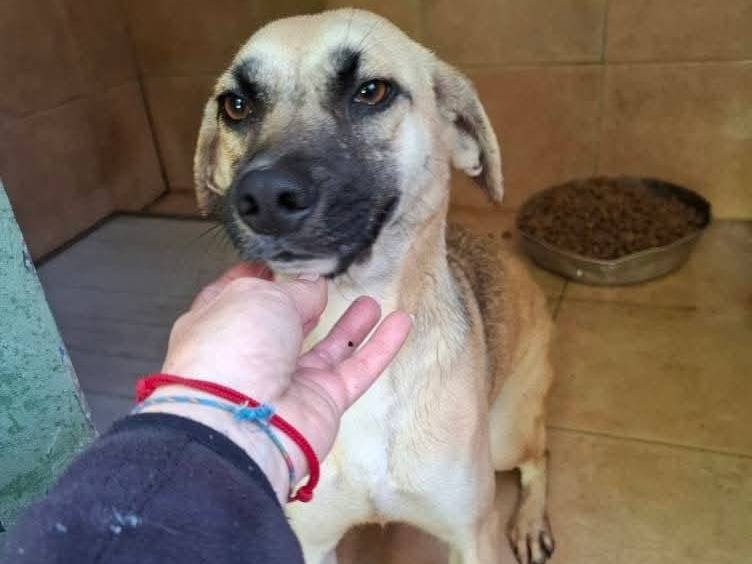 Adotta un cane, femmina, 2 anni e 2 mesi, Milano