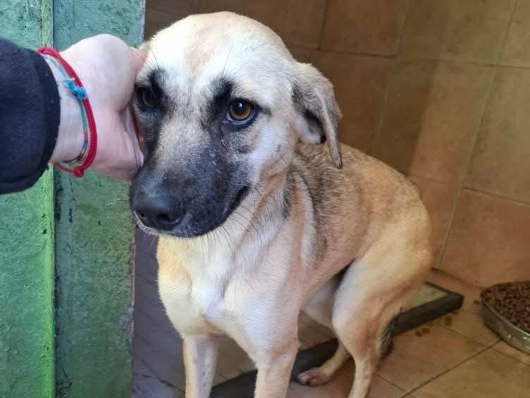 Adotta un cane, taglia media contenuta, femmina, Milano