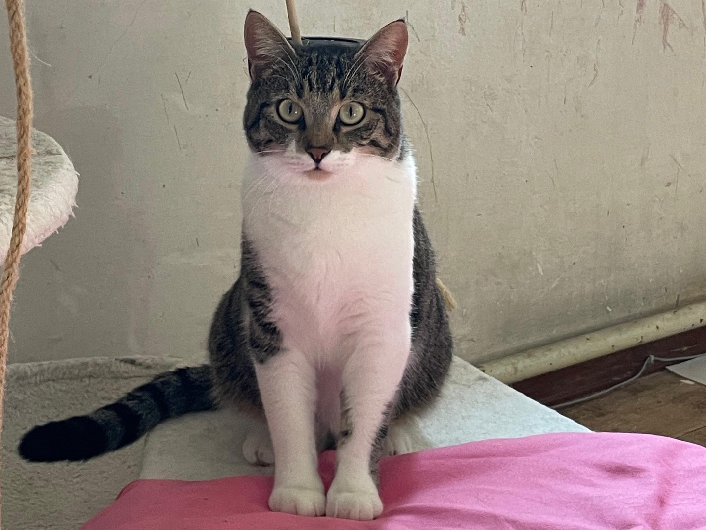 Adozione gatto, femmina, Razza sconosciuta Razza sconosciuta, 1 anno e 1 mese, taglia non valida, Padova