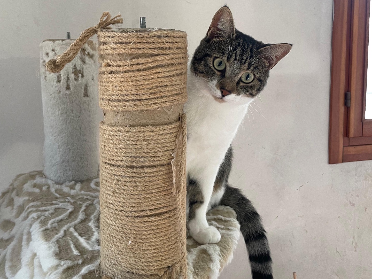 Adotta un gatto, femmina, 1 anno e 1 mese, Padova