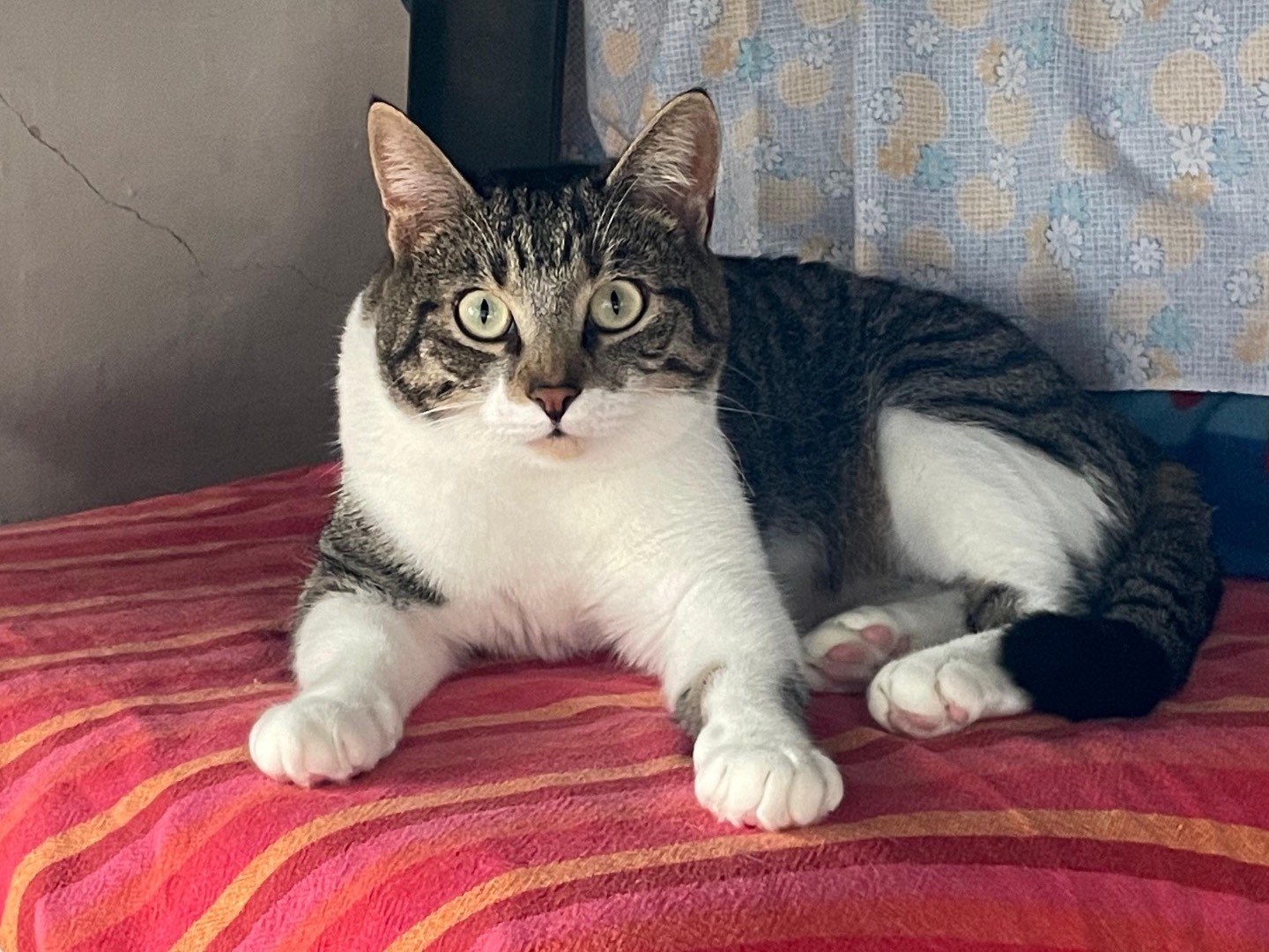 Adotta un gatto, taglia non valida, femmina, Padova