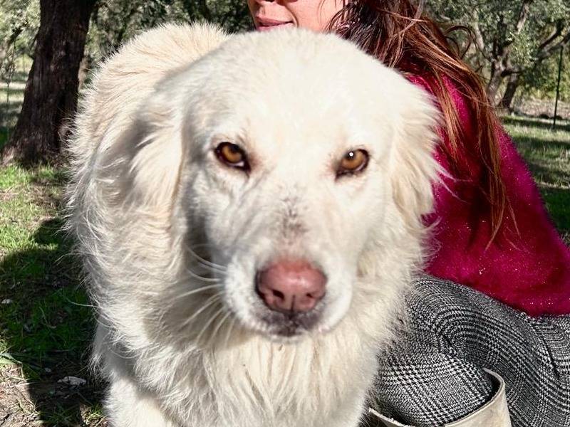 Adozione cane, femmina, Pastore maremmano Razza sconosciuta, 2 anni e 11 mesi, taglia grande, Chieti