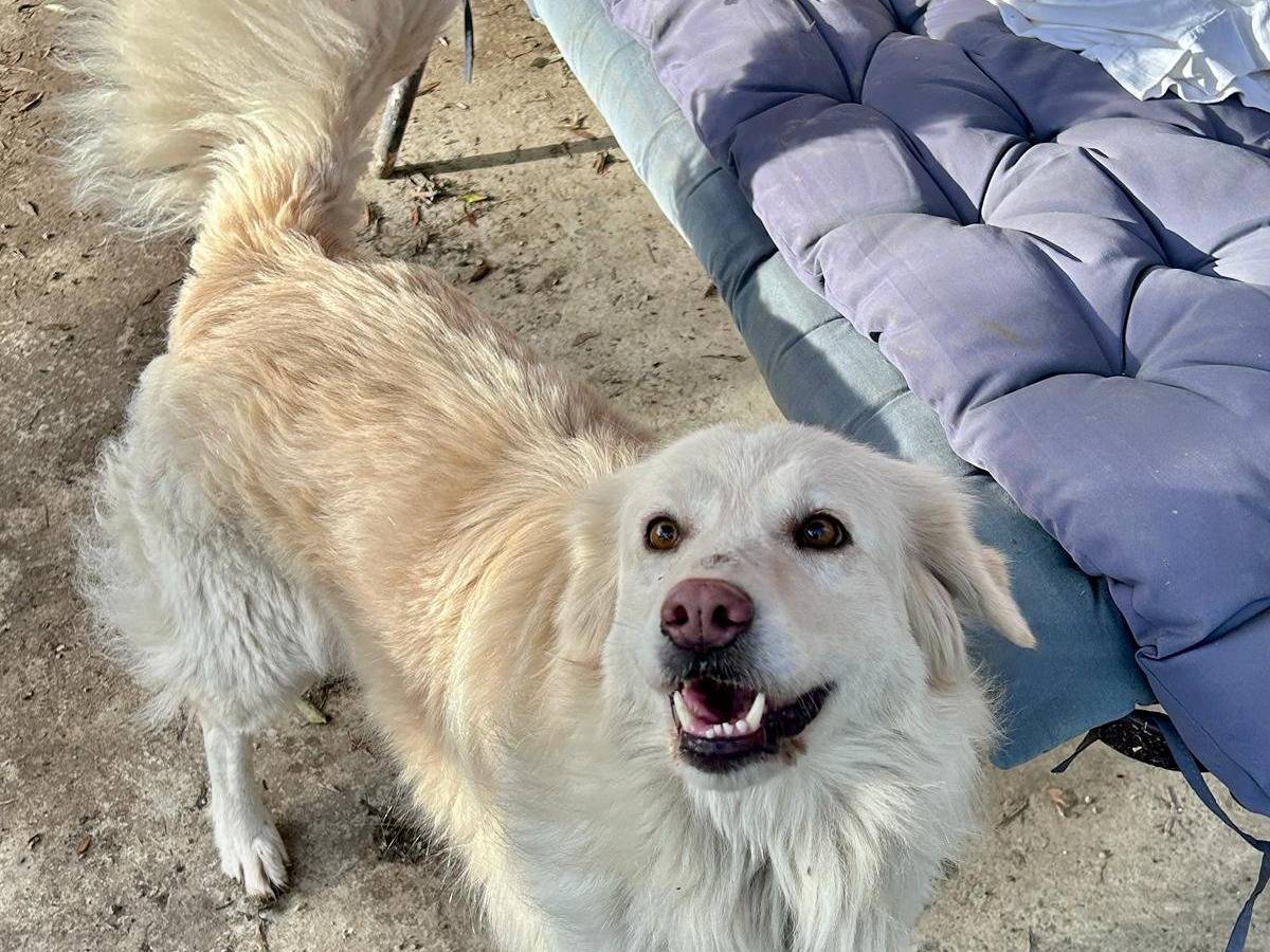 Adotta un cane, femmina, 2 anni e 11 mesi, Chieti