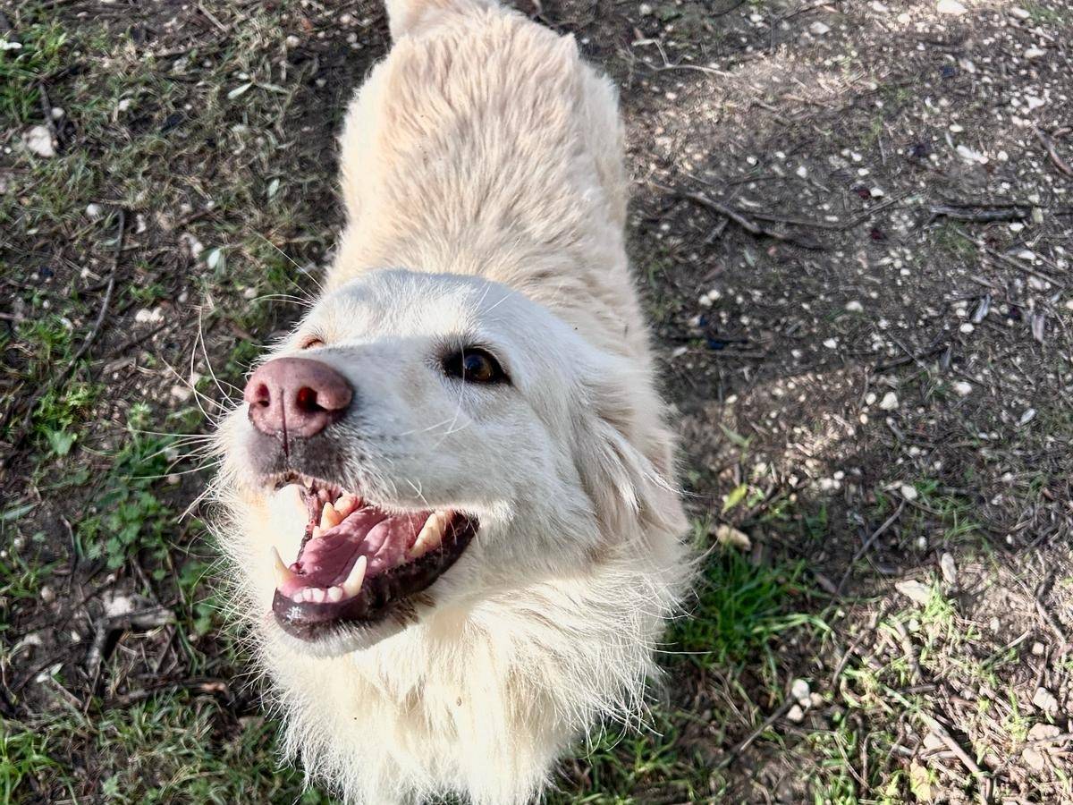 Adotta un cane, taglia grande, femmina, Chieti
