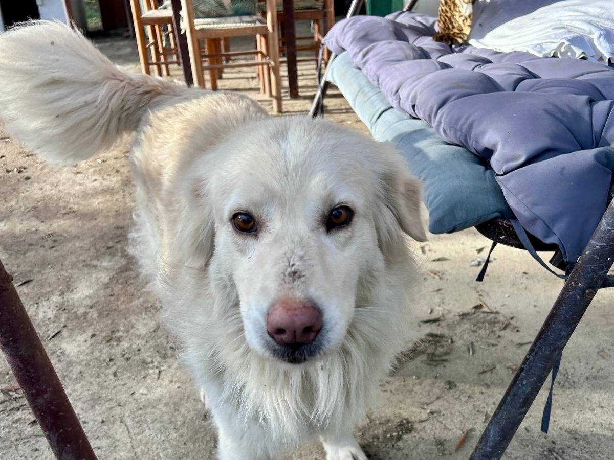 Vuoi adottare un cane a Chieti?