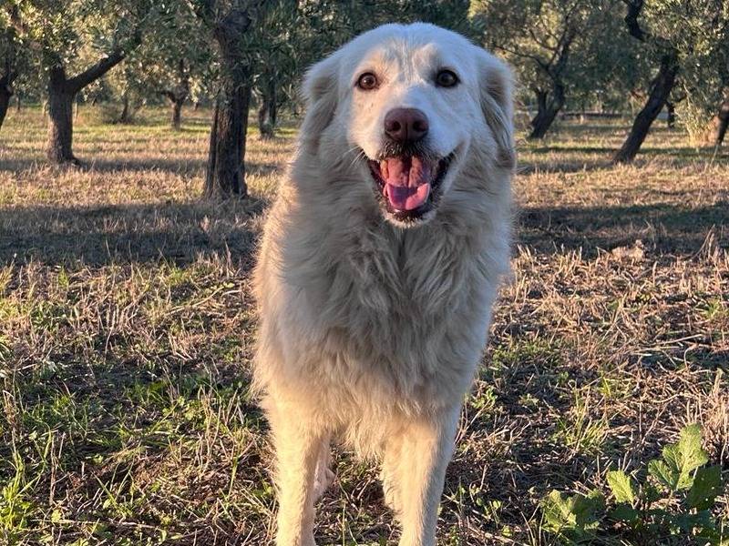 Adotta il cane Neve a Chieti