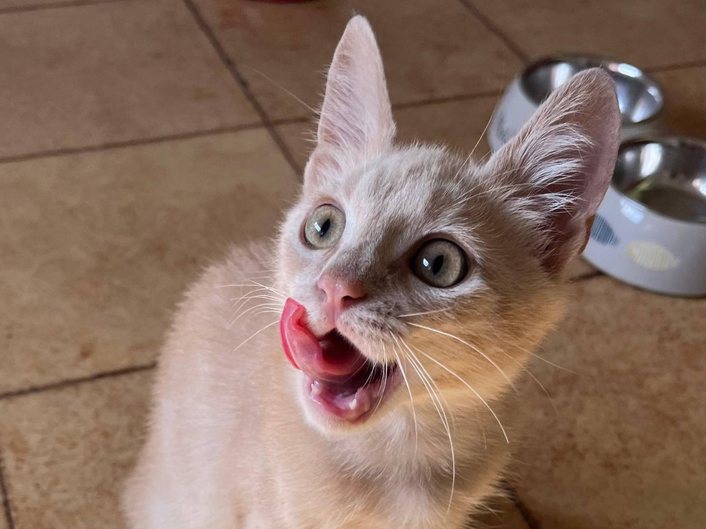 Vuoi adottare un gatto a Catanzaro?