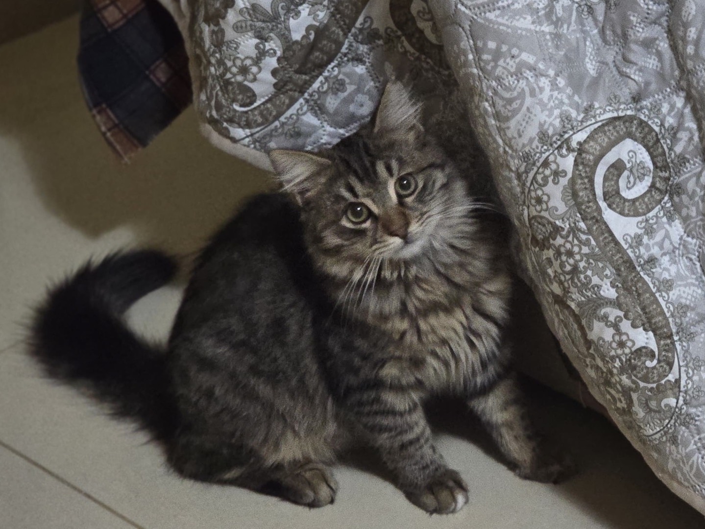 Adozione gatto, maschio, Razza sconosciuta Razza sconosciuta, 5 mesi, taglia non valida, Napoli