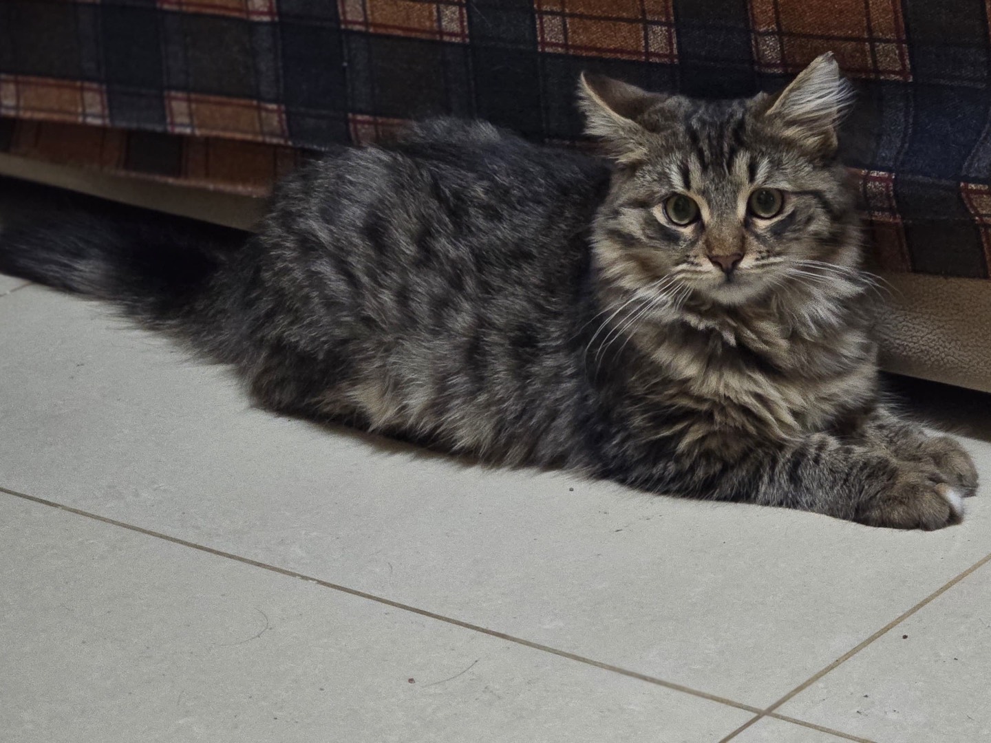 Adotta un gatto, maschio, 5 mesi, Napoli