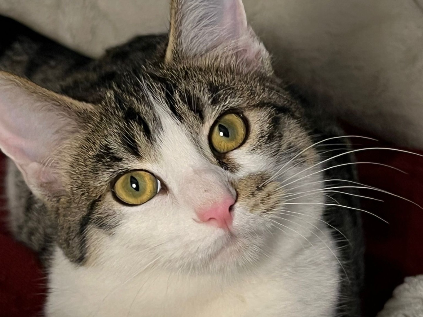 Adozione gatto, femmina, Razza sconosciuta Razza sconosciuta, 6 mesi, taglia non valida, Milano