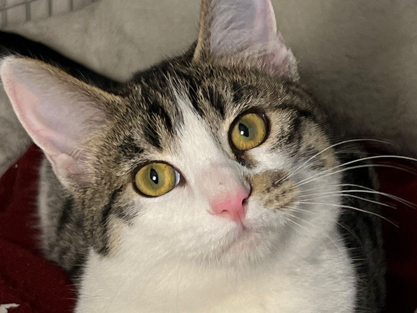 Adotta un gatto, femmina, 6 mesi, Milano