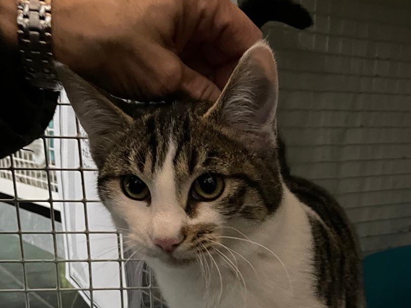 Adotta un gatto, taglia non valida, femmina, Milano