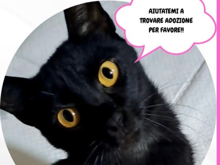 Adozione gatto, femmina, Razza sconosciuta Razza sconosciuta, 1 anno e 1 mese, taglia non valida, Salerno