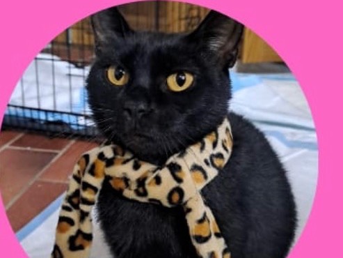 Adotta un gatto, femmina, 1 anno e 1 mese, Salerno