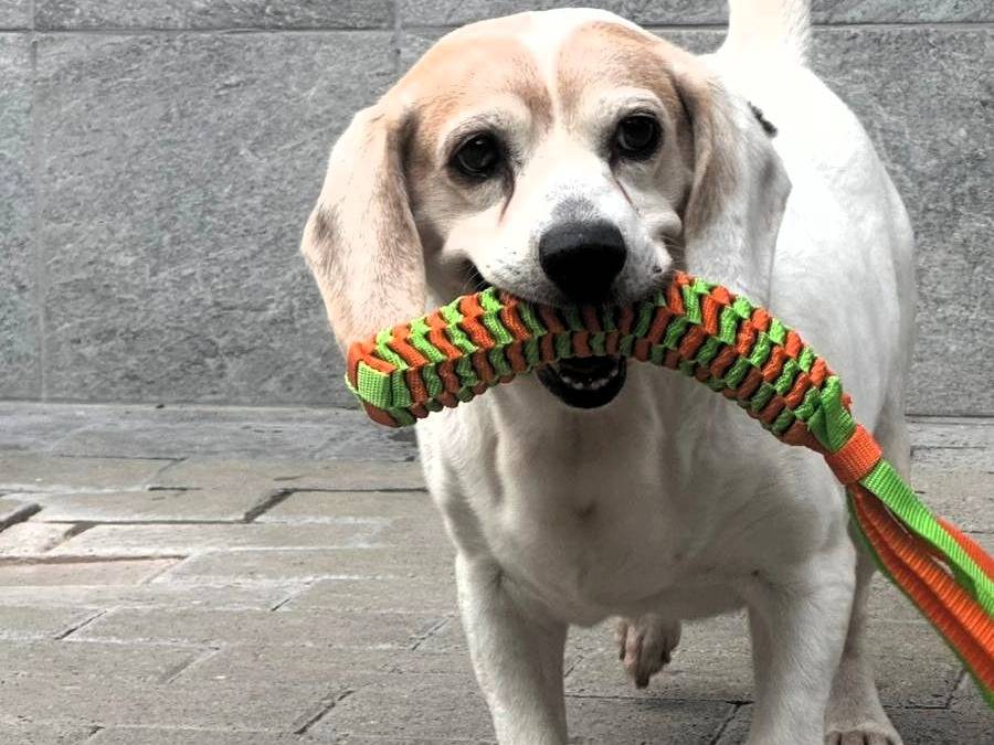 Adozione cane, maschio, Razza sconosciuta Razza sconosciuta, 13 anni, taglia media contenuta, Milano