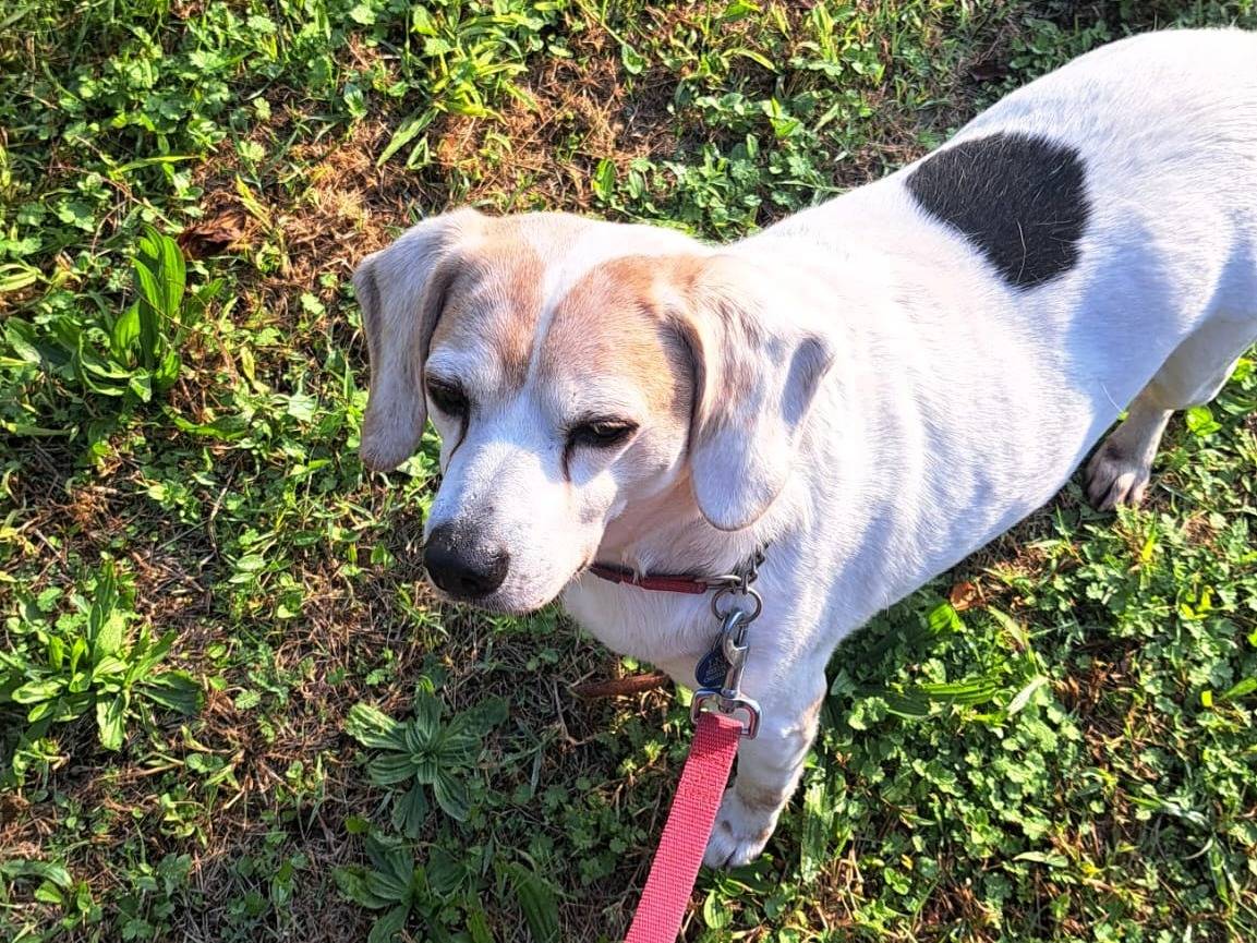 Adotta un cane, maschio, 13 anni, Milano