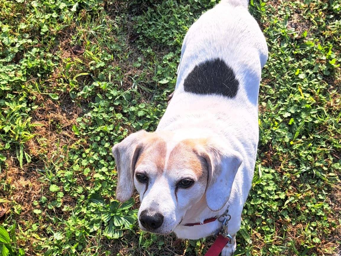 Adotta un cane, taglia media contenuta, maschio, Milano