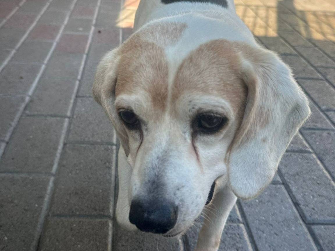 Adotta il cane BALOO a Milano