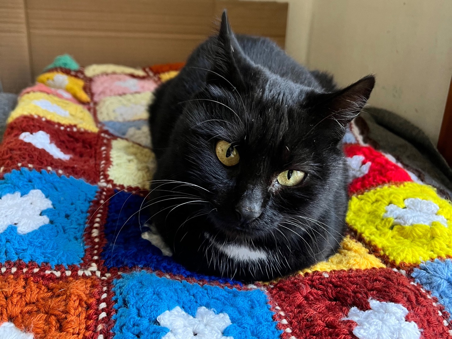 Adozione gatto, femmina, Razza sconosciuta Razza sconosciuta, 8 anni e 1 mese, taglia non valida, Padova