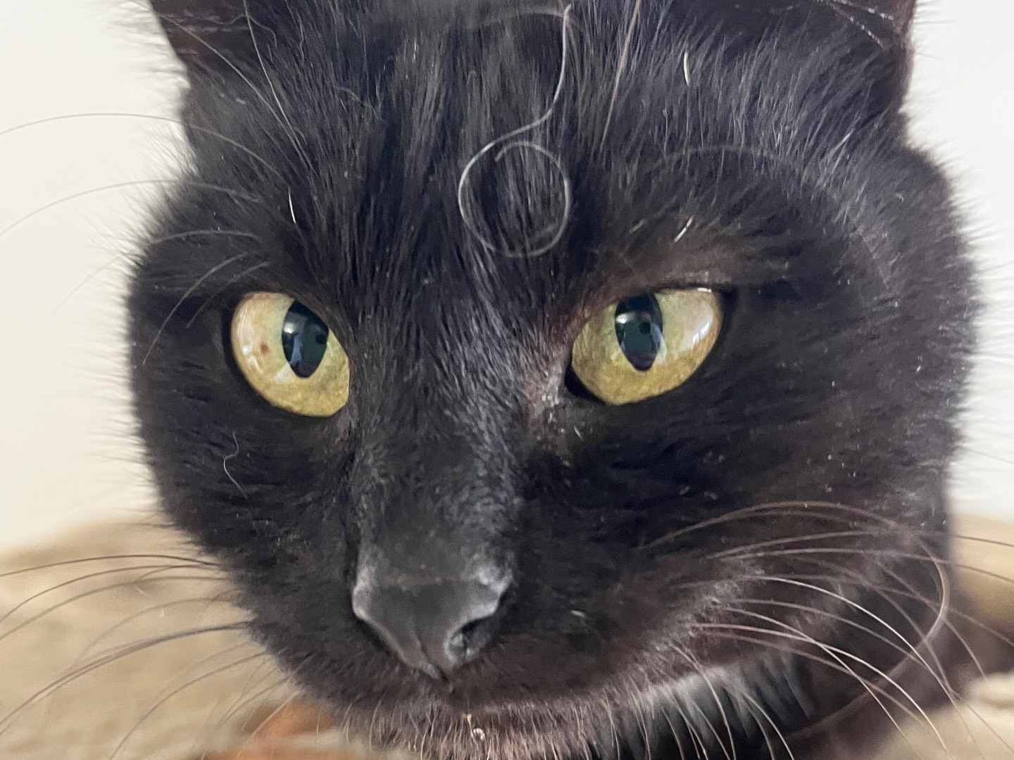 Adotta un gatto, femmina, 8 anni e 1 mese, Padova