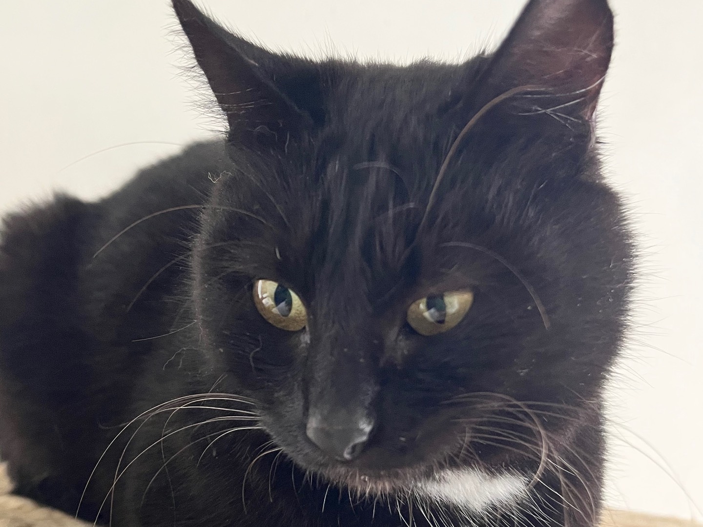 Adotta un gatto, taglia non valida, femmina, Padova