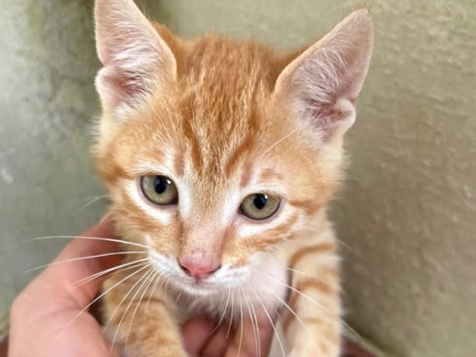 Adozione gatto, maschio, Razza sconosciuta Razza sconosciuta, 3 mesi, taglia non valida, Sassari