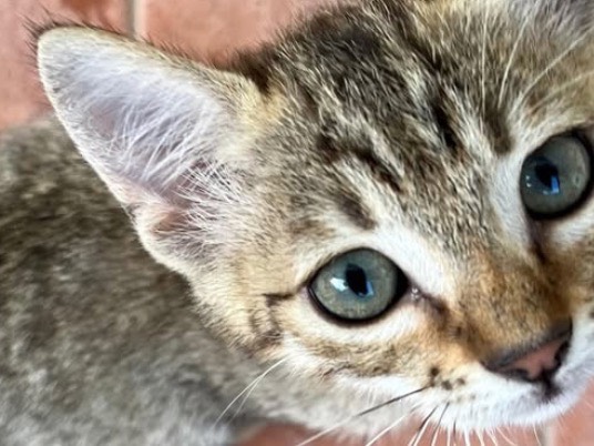 Adozione gatto, femmina, Razza sconosciuta Razza sconosciuta, 3 mesi, taglia non valida, Sassari